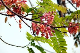 ดาวน์โหลด (1)