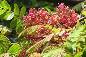 ดาวน์โหลด (2)